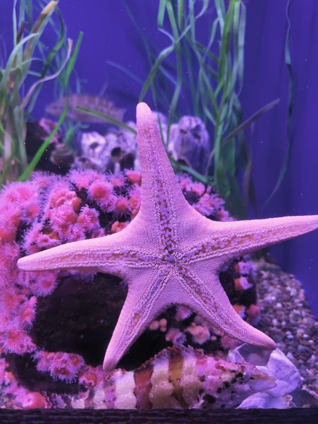 MamaBear008 model beautiful img