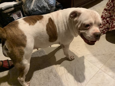 The Megalodon XL hot actress images