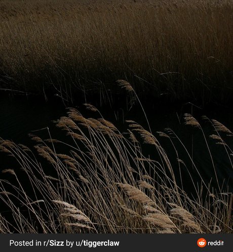 Bella Grey nudes pornstar pics