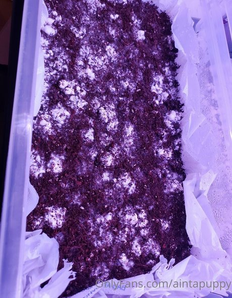 Aintapuppy pornstar archive