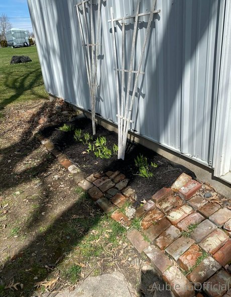 aubiegfree pretty model image