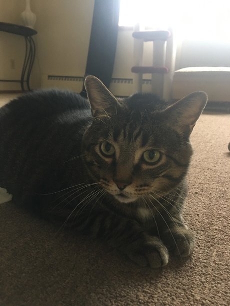 curvy star onlyfans adult pic