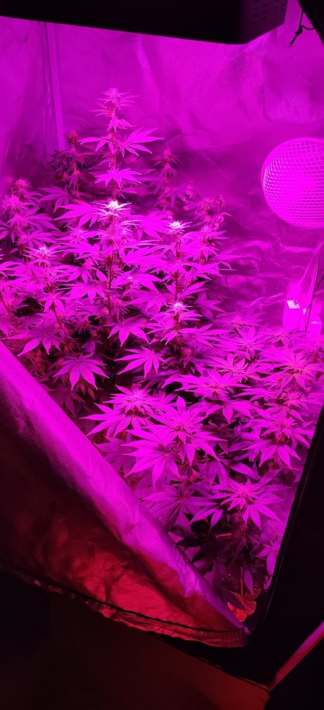 Post K sex pornstar picture