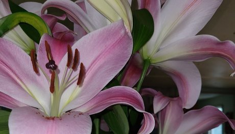 RAWRGLICIOUS art star galleries