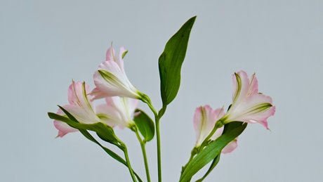 nude yoga onlyfans art nude gallery