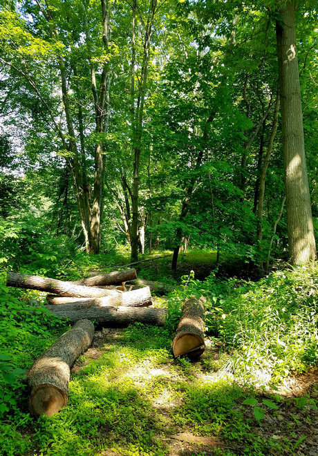 Onyx Rhyven s Page sex model photos