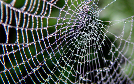 OrbWeaver model porn pictures