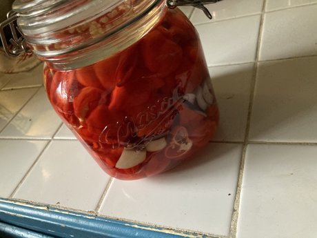 GingerRoot star exclusive photos