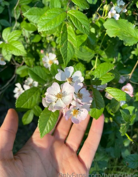 lesbian feet onlyfans adult image