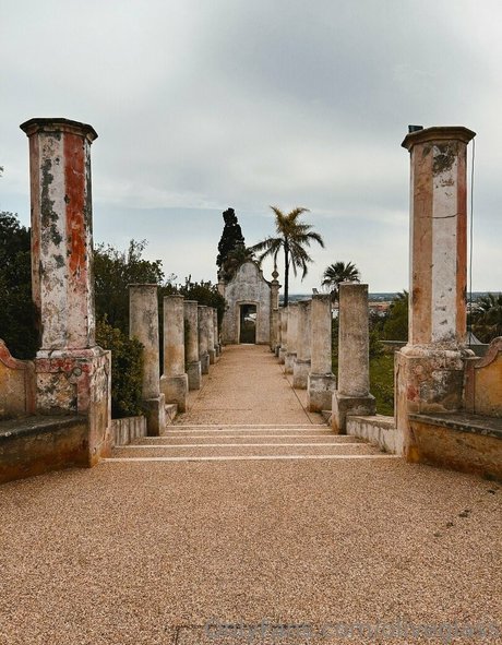 oliveglass model top images