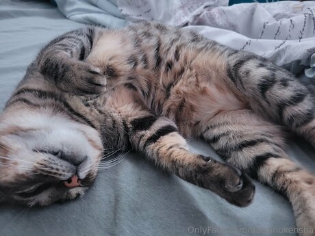 Daisanokensha hd star img