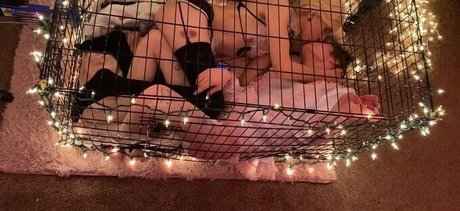 Cassie Coyote star pornographic image