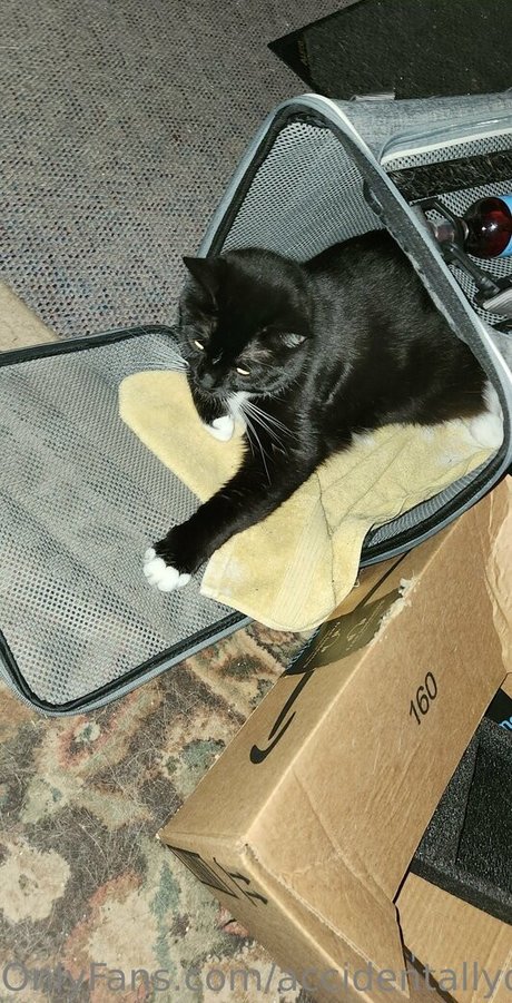 accidentallydelicious hd star galleries