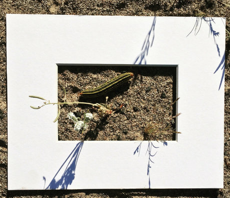 Marie Sweets adult model img