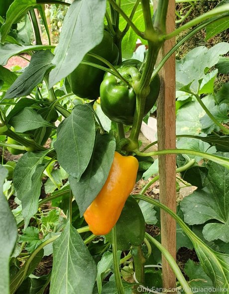 ebony ass onlyfans art nude gallery