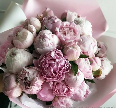 annie so sweet top pornstar images