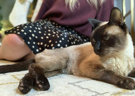 freebunbun star beautiful gallery