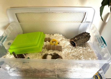 imrosebeck pornstar erotic pic