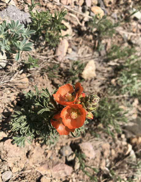 pawg anal onlyfans art porn pic