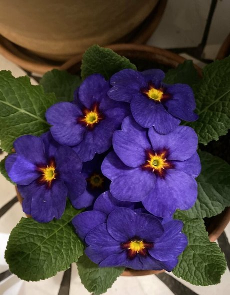 florence agapi pretty star img
