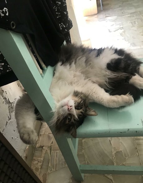 Shashi pornstar nude img