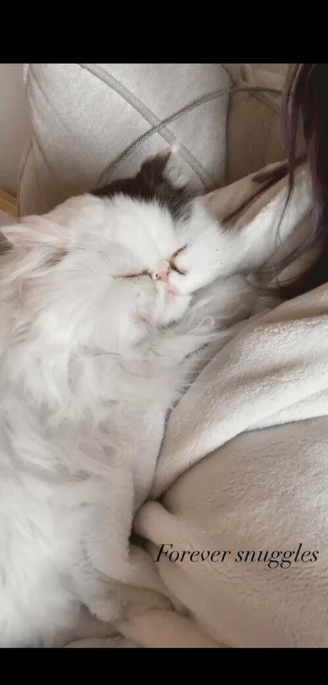 bbc blowjob onlyfans sexy gallery