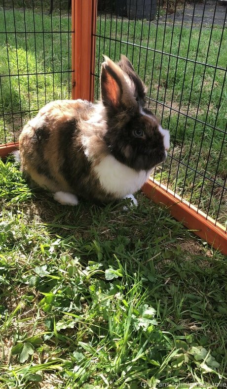 asian findom onlyfans xxx photos