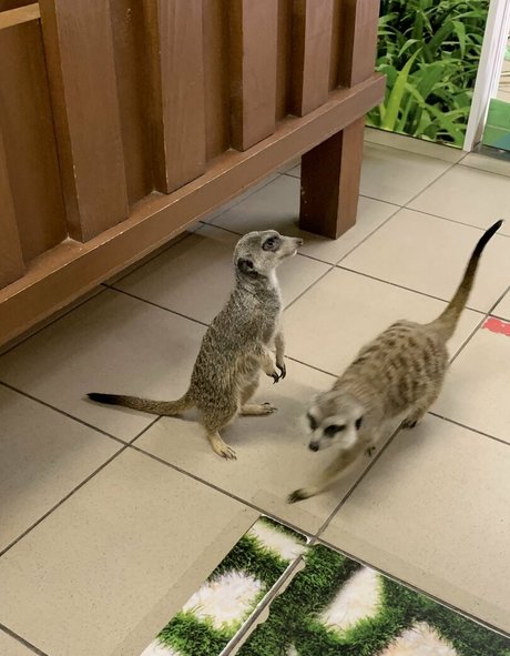 big black cock onlyfans perfect images