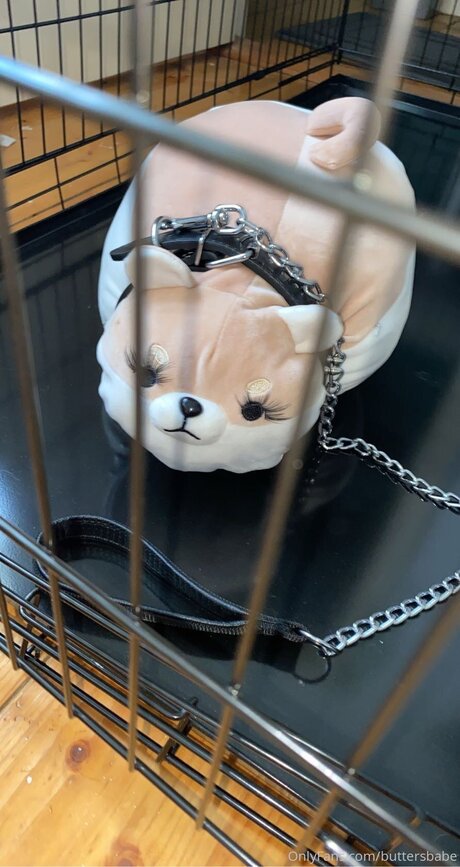 Zaykap 美しいスター 画像