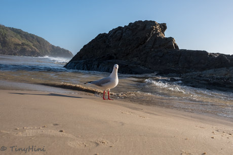 赤毛の痴女オンリーファンズ 限定 画像
