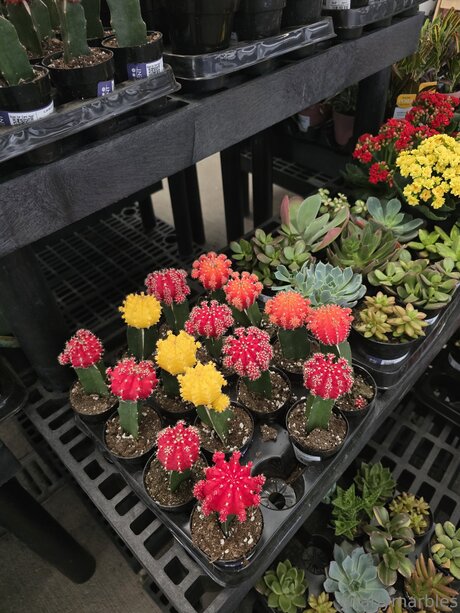 Gnarlymarbles ポルノスター 独占 写真