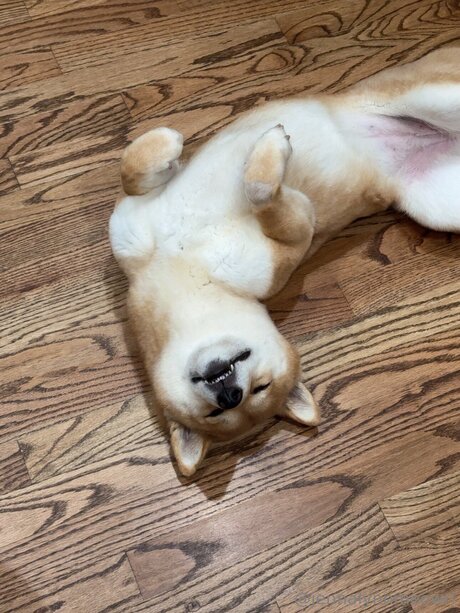 Jennalynnmeowri トップスター 写真