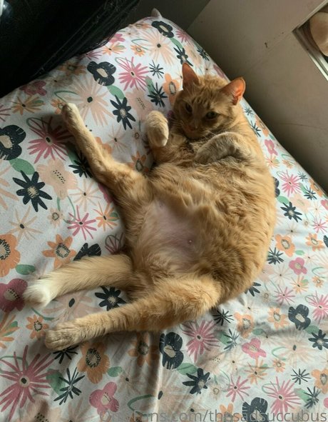 thesadsuccubus ポルノスター HD アーカイブ