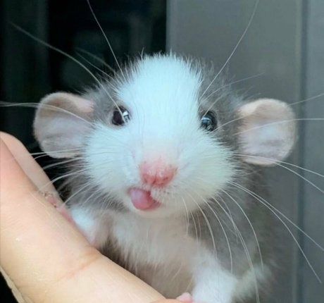 softbunnyrae xxx女優 写真