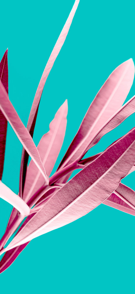 バニーオンリーファンズ 無料セクシー 写真