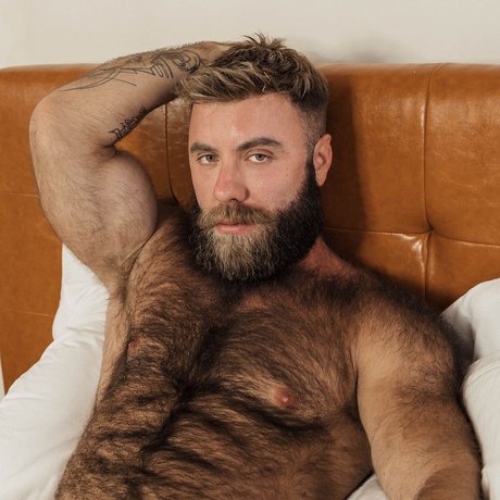 Teddy Bear 完璧なスター 画像