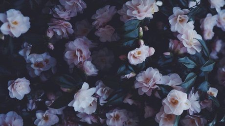 ブラックマジックオンリーファンズ 美しい裸 写真