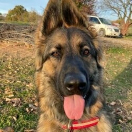 Sarge the Sable top profile image