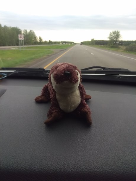 Otter On a Roadtrip モデル 写真