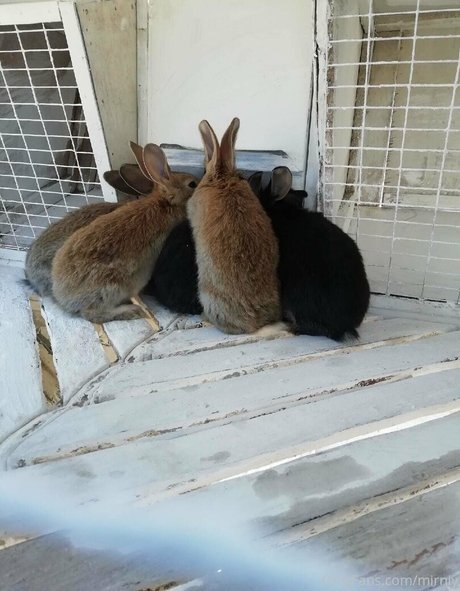 mirniy ポルノスター 素敵 ギャラリー