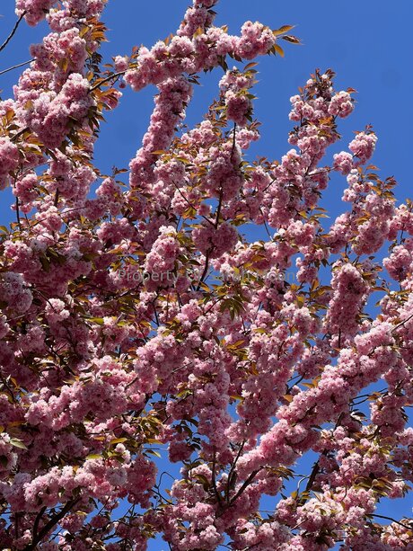 Sarahmoonsg ポルノスター パーフェクト 画像