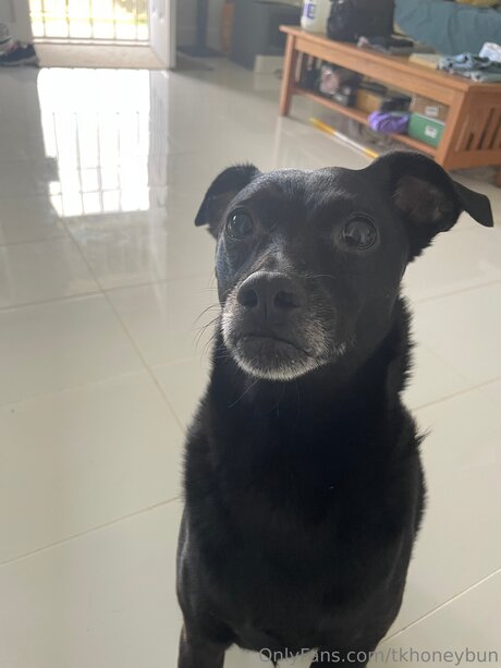 黒のランジェリーオンリーファンズ 美しいポルノ 画像