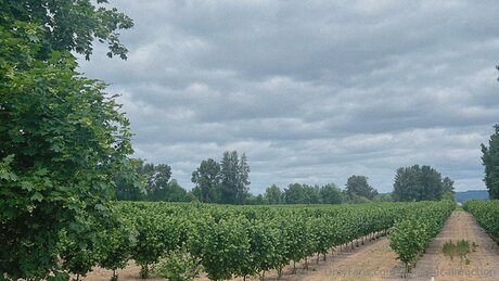 黒いお尻のオンリーファンズ HD 画像