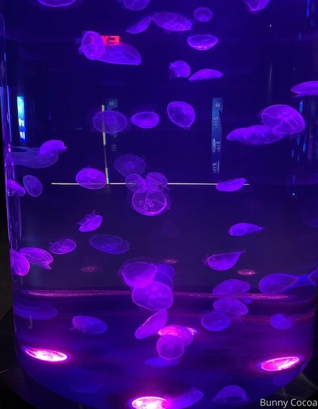 bunnycocoa ホットスター 写真