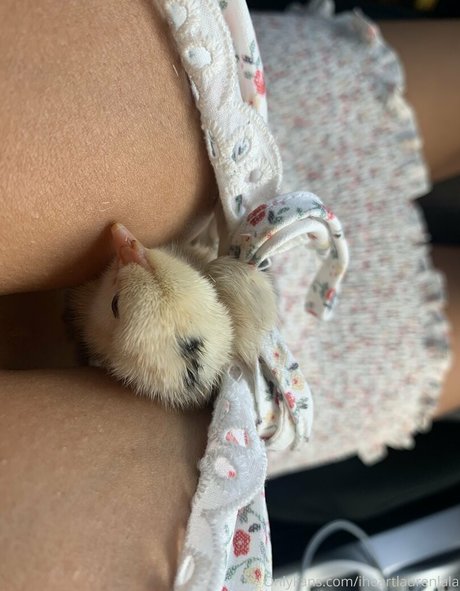 iheartlaurenlala アダルトモデル 写真