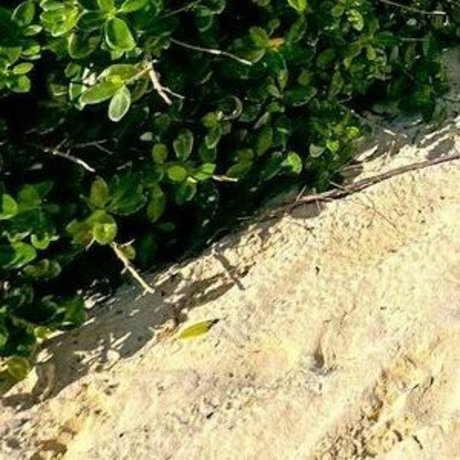 Jojo Siwa アダルトモデル 写真