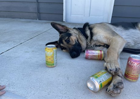 alishadrinksbeer アダルト女優 写真