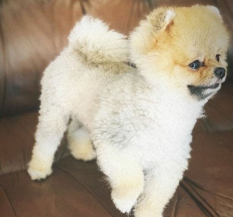 Maya Bulgarien ポルノモデル 写真