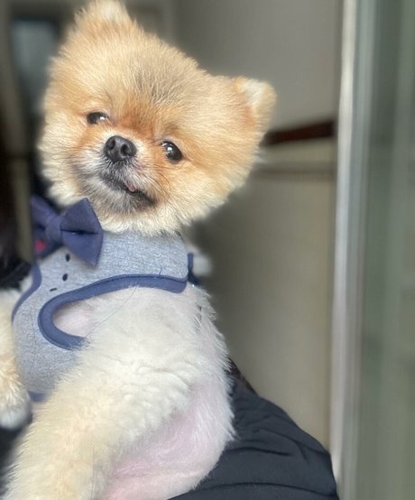 Maya Bulgarien セクシー女優 ギャラリー