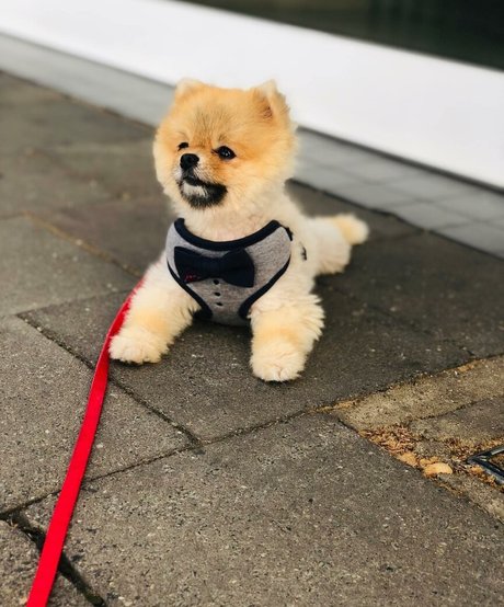 Maya Bulgarien 美しいスター 画像